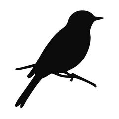 bird perched on branch silhouette