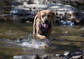 Energetic young yellow Labrador retriever running through a shallow countryside river, water splashing around his paws. Captures joyful movement, freedom, and playful spirit in a natural rural setting