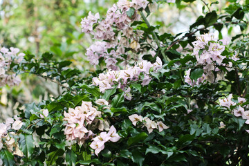 tropical pink bougainvillea blooming beautifully in vibrant green garden.