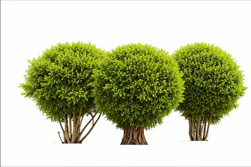 Green tropical plants bush, cut out on white background.