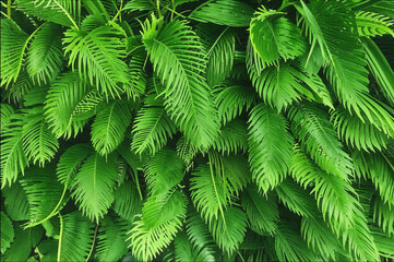 Green tropical plants bush, cut out on white background.