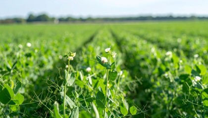 Fototapeta premium Green pea plants stretching across farmland, sunlight highlighting verdant rows of agricultural cultivation