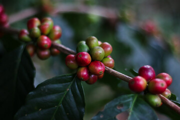 close-up of ripe coffee cherries in sumedang, indonesia, on tree branch.