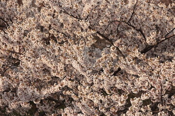 花が密に咲く桜の大樹