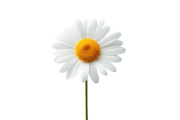 Close-up of a single white daisy with yellow center on black background, cut out