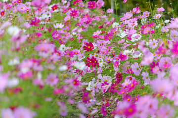 ピンクと白のコスモス畑