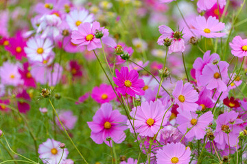 群生するピンクのコスモス