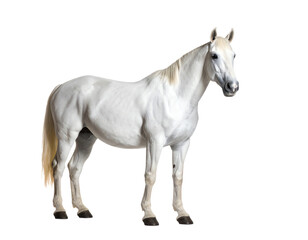 Obraz premium Majestic white horse standing gracefully.