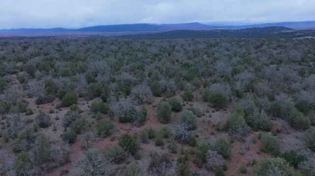 Aerial view from a drone of the forest of oaks and junipers near the village of Borobia in the Moncayo region. Soria, Autonomous Community of Castile and Leon, Spain. Europe