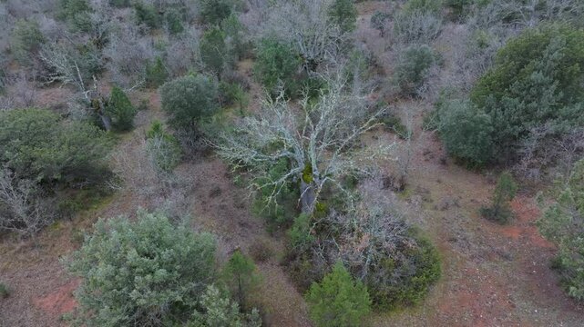 Aerial view from a drone of the forest of oaks and junipers near the village of Borobia in the Moncayo region. Soria, Autonomous Community of Castile and Leon, Spain. Europe