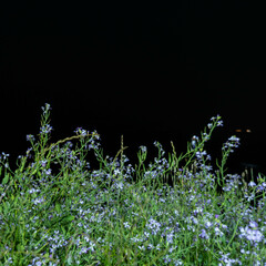 flower with night