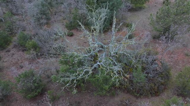 Aerial view from a drone of the forest of oaks and junipers near the village of Borobia in the Moncayo region. Soria, Autonomous Community of Castile and Leon, Spain. Europe