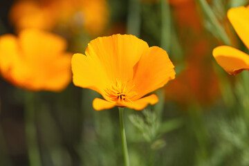 orange flowers, golden poppy, beautiful stalk with Eschscholzia caespitosa, orange flowers in spring, golden poppy in full bloom, Eschscholzia californica