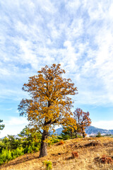 Fototapeta premium autumn landscape with tree