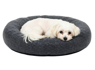 Happy dog relaxing in gray pet bed isolated on transparent background