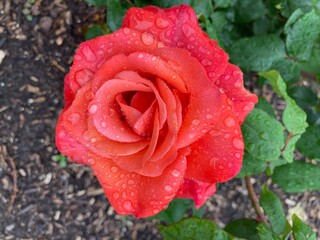 red rose with rain drops
