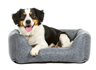 Happy dog relaxing in gray pet bed isolated on transparent background