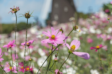 風車を背にした秋桜の花畑
