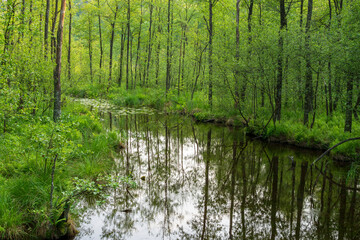 Puszcza Piska Forest. Masuria in Poland. Ruciane Nida area.