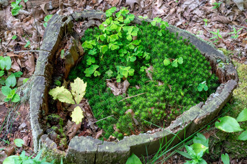 Forest floor. Piska Forest. Masuria in Poland.