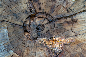 Cross-section of an old oak tree.