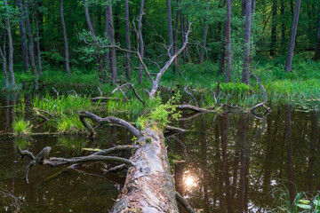 Puszcza Piska Forest. Masuria in Poland. Ruciane Nida area.