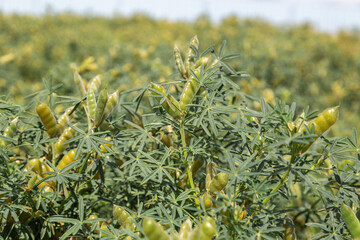 Narrow-leaved lupine with beans or with fruits