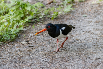 The Eurasian oystercatcher (Haematopus ostralegus)  is looking for food on the seashore. Also known as the oystercatcher. It has striking black and white plumage, a long straight and orange-red beak. 