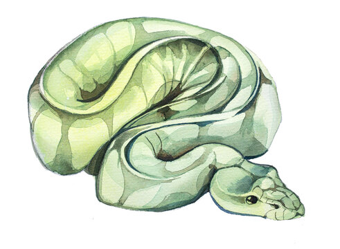 Beautiful hand painted watercolor snake illustration isolated on a white background. Green snake design for card, invitation,branding. Wild animal hand drawn clipart.