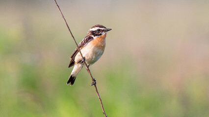 Fototapeta premium great tit on a branch