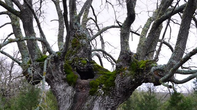 Aerial view from a drone of the forest of oaks and junipers near the village of Borobia in the Moncayo region. Soria, Autonomous Community of Castile and Leon, Spain. Europe