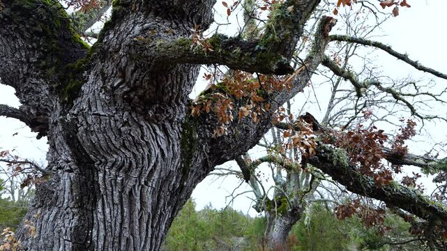 Aerial view from a drone of the forest of oaks and junipers near the village of Borobia in the Moncayo region. Soria, Autonomous Community of Castile and Leon, Spain. Europe
