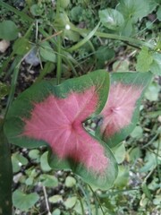 background texture of reddish green leaf plants there are many photo models