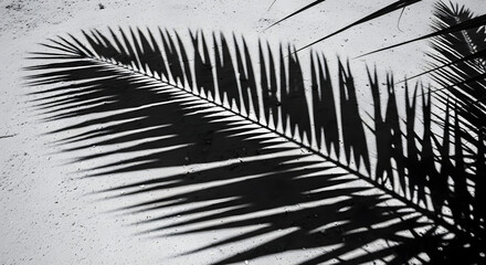 palm frond casting a sharp, graphic shadow on a sandy or neutral surface