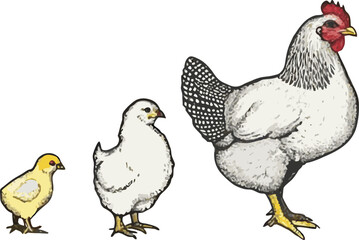 Hen and chicken icon vector illustration on transparent background.