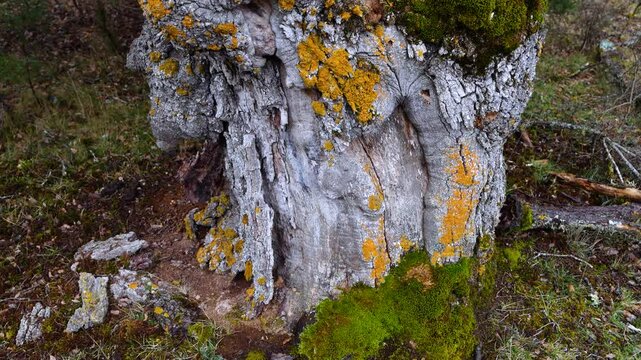 Aerial view from a drone of the forest of oaks and junipers near the village of Borobia in the Moncayo region. Soria, Autonomous Community of Castile and Leon, Spain. Europe