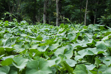 close-up of lush green chayote leaves growing inn a garden