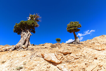 Lebanese cedar in mountains of Lebanon on a sunny day
