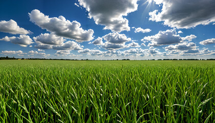 Obraz premium Le champ vert sous un ciel bleu