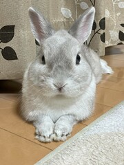 ペットのうさぎが部屋で寝そべる