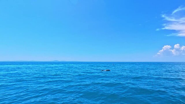 Incredible 4K cinematic footage captured just centimeters above the water surface, featuring a group of wild dolphins swimming and playfully jumping in the open waters of the Black Sea. 