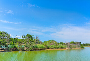A wide-angle view of a bird island rookery with many birds nesting and perching in the trees, a protected rookery at the Delores Fenwick Nature Center in Pearland, Texas.