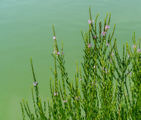 The native plant, Winged loosestrife, Lythrum alatum, is growing at the edge of a pond. Features: leafy, winged, square stems and pink-purple flowers. Horizontal.