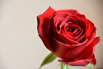 赤い薔薇