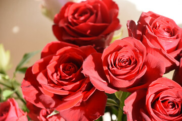 赤い薔薇