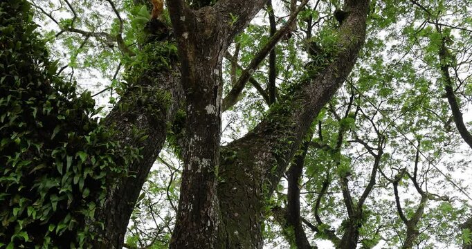 The big fresh green old tree in the rainy season of the Albizia lebbeck tree, common names as siris, walnut, Broome raintree, lebbeck, lebbek tree, frywood, koko, and woman's tongue tree.
