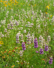 A few bright purple-spotted beebalm plants, alongside pale purple and white variations, grow alongside tickseed and gaillardia in a colorful Texas field. Vertical image.