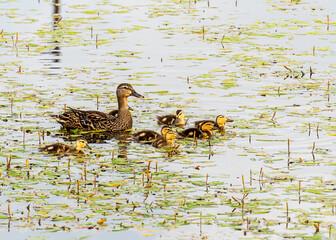 Seven young mallard chicks, Anas platyrhynchos, swim close to their mother at the edge of a pond covered in long-leaf pondweed.