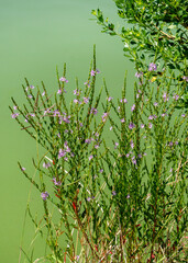 The native plant, Winged loosestrife, Lythrum alatum, is growing at the edge of a pond. Features: leafy, winged, square stems and pink-purple flowers. Vertical.