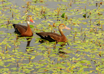 A pair of black-bellied whistling ducks swimming in a freshwater pond surrounded by long-leaf pondweed.